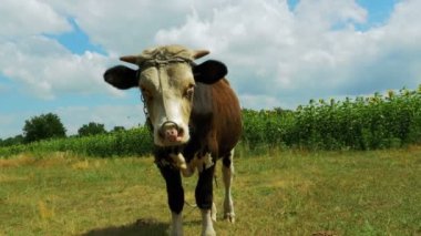 Çayır üzerinde otlatma güzel gri ve beyaz boğa