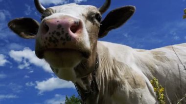 Güzel gri ve beyaz inek otlatma gökyüzü arka plan ve kamera kokulu