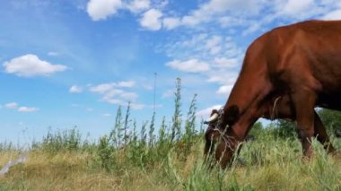 İnek otlatma köyü yakınlarında bir çayırda