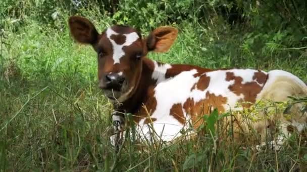 Graues und weißes Kalb auf der Weide liegend und Gras kauend — Stockvideo