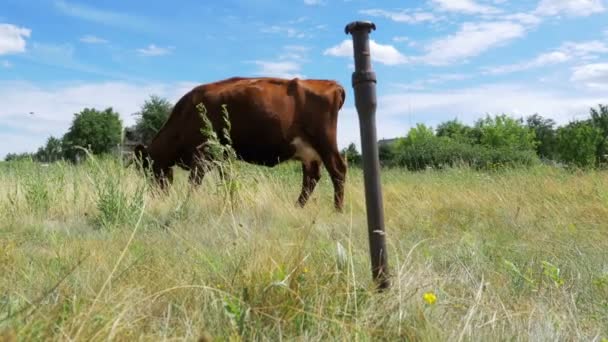 Серая корова привязана к цепи, пасущейся на лугу. — стоковое видео