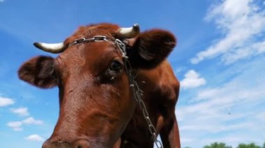 Çayır üzerinde otlatma ve gökyüzü arka plan kamerada kokulu güzel gri inek. Ağır çekim
