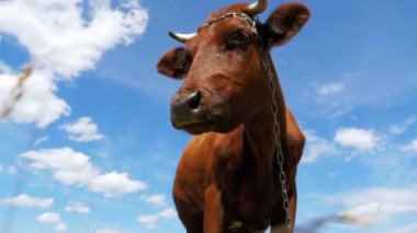 Gri inek gökyüzü arka plan üzerinde çayır üzerinde otlatma. Ağır çekim