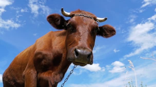 Γκρίζα αγελάδα που βόσκουν στο Λιβάδι στο φόντο του ουρανού. Αργή κίνηση — Αρχείο Βίντεο