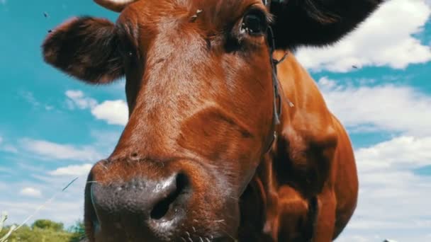 Γκρίζα αγελάδα βόσκηση στο Λιβάδι και μυρίζοντας την κάμερα στο φόντο του ουρανού. Αργή κίνηση — Αρχείο Βίντεο