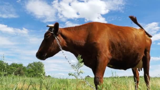 Grijze koe grazen in de weide op hemelachtergrond. Slow Motion — Stockvideo