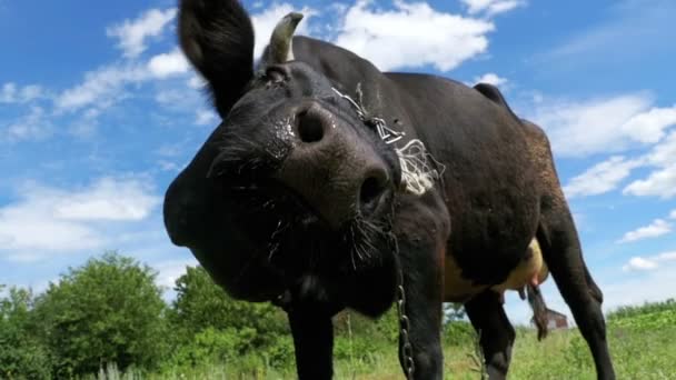 Hermosa vaca negra pastando en el prado y oliendo la cámara en el fondo del cielo. Moción lenta — Vídeo de stock