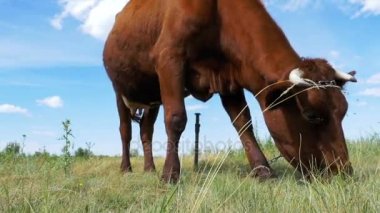 Gri inek gökyüzü arka plan üzerinde çayır üzerinde otlatma. Ağır çekim