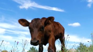 Gökyüzü arka plan üzerinde bir çayır üzerinde gri buzağı inek sıyırdı. Ağır çekim