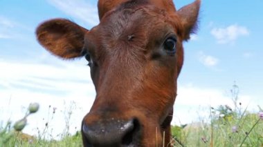 Gökyüzü arka plan ve kamera kokulu bir çayır üzerinde gri buzağı inek sıyırdı. Ağır çekim