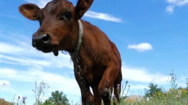 Gökyüzü arka plan üzerinde bir çayır üzerinde gri buzağı inek sıyırdı. Ağır çekim