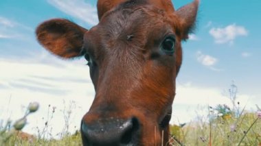 Gökyüzü arka plan üzerinde bir çayır üzerinde gri buzağı inek sıyırdı. Ağır çekim
