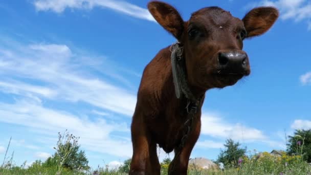 The Gray Calf Cow Graze on a Meadow on Sky Background. Mouvement lent — Video