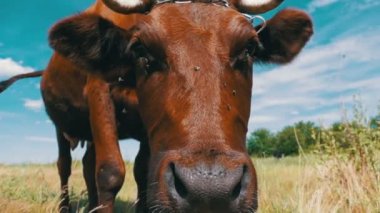 Çayır üzerinde otlatma ve gökyüzü arka plan kamerada kokulu güzel gri inek. Ağır çekim