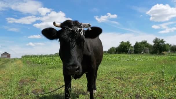 Чёрная корова пасущаяся на лугу возле деревни на фоне неба. Slow Motion — стоковое видео