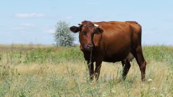 Cow Grazing in a Meadow near the Village — Stock Video