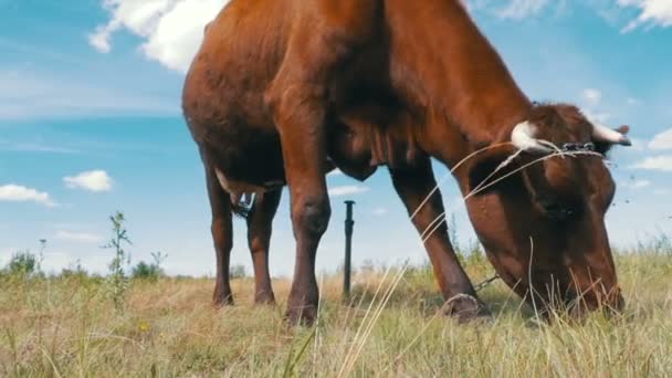 Graue Kuh grast auf der Weide am Himmel Hintergrund. Zeitlupe — Stockvideo