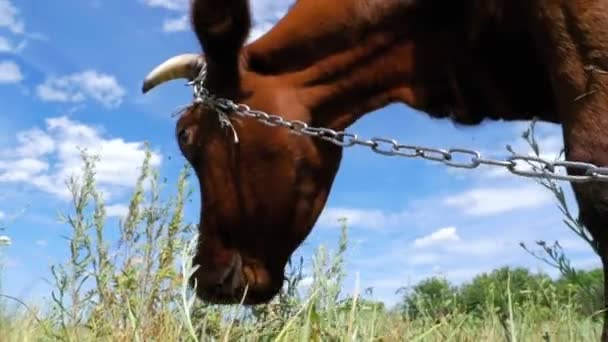 Vaca pastando en un prado cerca de la aldea — Vídeos de Stock