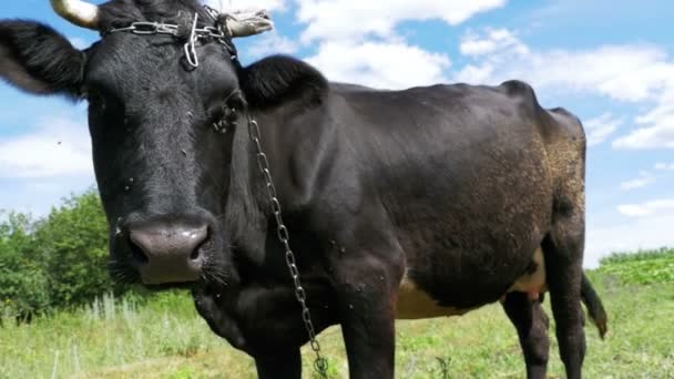 Belle vache noire broutant sur prairie sur fond de ciel. Mouvement lent — Video