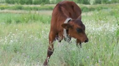 Gri buzağı inek sıyrık bir çayırda