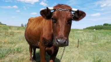 Çayır üzerinde otlatma ve gökyüzü arka plan kamerada kokulu güzel gri inek. Ağır çekim