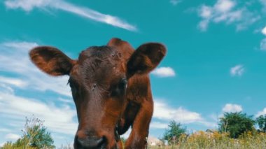 Gökyüzü arka plan üzerinde bir çayır üzerinde gri buzağı inek sıyırdı. Ağır çekim