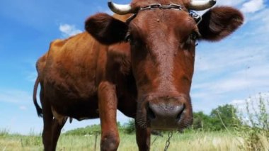 Gri inek gökyüzü arka plan üzerinde çayır üzerinde otlatma. Ağır çekim