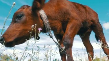 Gökyüzü arka plan üzerinde bir çayır üzerinde gri buzağı inek sıyırdı. Ağır çekim