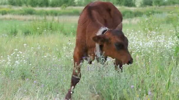 The Gray Calf Cow Graze in a Meadow — Stock Video