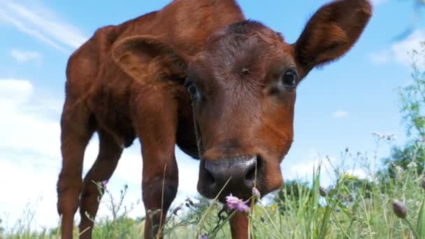 The Gray Calf Cow Graze on a Meadow on Sky Background (en inglés). Moción lenta — Vídeos de Stock