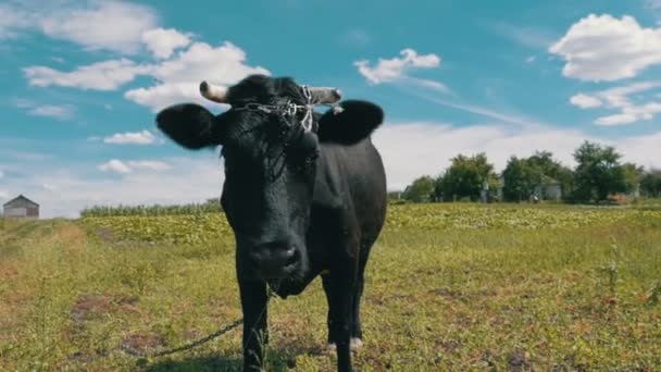 Schwarze Kuh weidet auf einer Weide in der Nähe des Dorfes auf Himmelshintergrund. Zeitlupe — Stockvideo