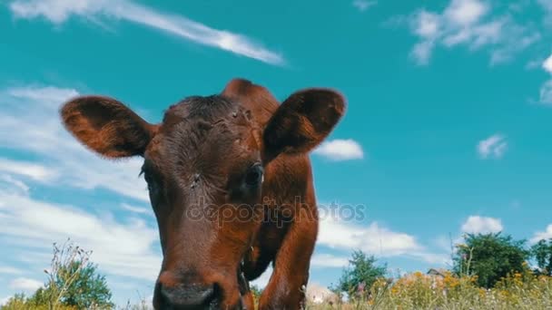 灰色的牛犊牛吃草天空背景上的草地上。慢动作 — 图库视频影像