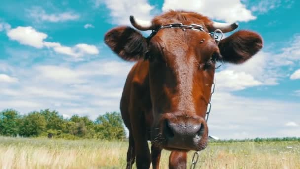 Beautiful Gray Cow Pavzing on Meadow and Smelling the Camera on Sky Background. Slow Motion — стоковое видео