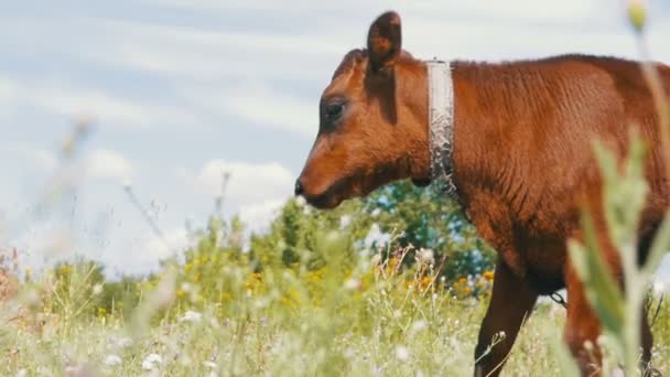 The Gray Calf Cow Graze in a Meadow. Slow Motion — Stock Video