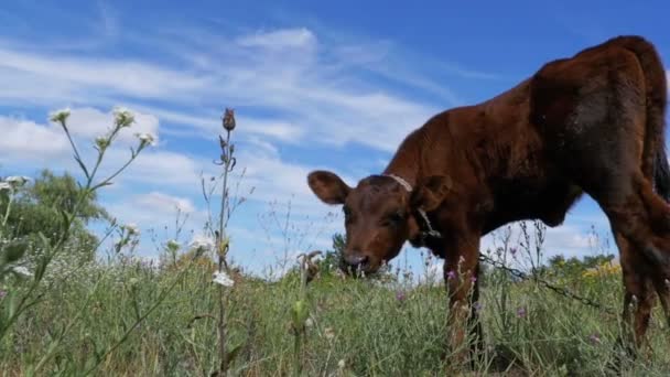 The Gray Calf Cow Graze on a Meadow on Sky Background (em inglês). Movimento lento — Vídeo de Stock