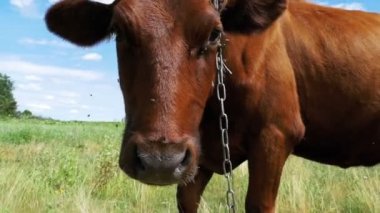 Gri inek gökyüzü arka plan üzerinde çayır üzerinde otlatma. Ağır çekim