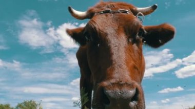 Çayır üzerinde otlatma ve gökyüzü arka plan kamerada kokulu gri inek. Ağır çekim