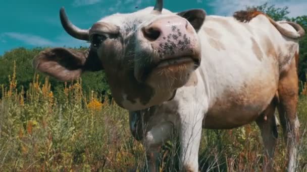 Gray and White Cow Grazing on Meadow and Smelling the Camera on Sky Background. Slow Motion — Stock Video