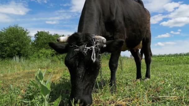 Pascolare mucca nera sul prato vicino al villaggio sullo sfondo del cielo. Rallentatore — Video Stock