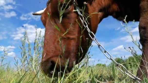 Kuh weidet auf einer Weide in der Nähe des Dorfes — Stockvideo