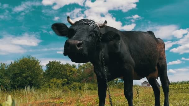 Pascolare mucca nera sul prato vicino al villaggio sullo sfondo del cielo. Rallentatore — Video Stock