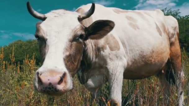 Mooie grijze en witte koe grazen op een weide op hemelachtergrond. Slow Motion — Stockvideo