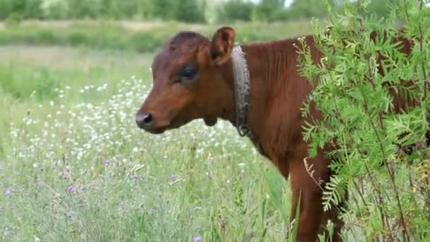 Il pascolo grigio della mucca del vitello in un prato — Video Stock