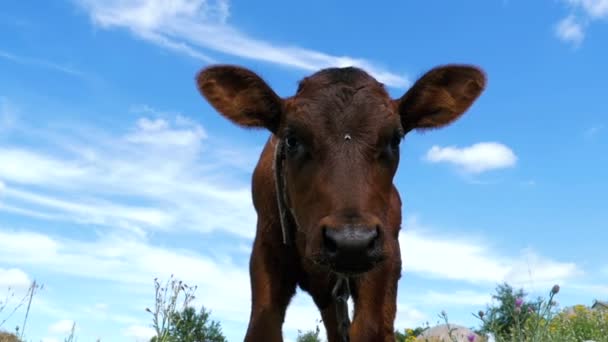 The Gray Calf Cow Graze on a Meadow on Sky Background and Smelling the Camera (en inglés). Moción lenta — Vídeo de stock