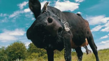 Güzel siyah çayır üzerinde otlatma ve gökyüzü arka plan kamerada kokulu inek. Ağır çekim
