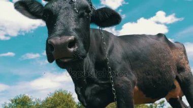 Siyah çayır üzerinde otlatma ve gökyüzü arka plan kamerada kokulu inek. Ağır çekim