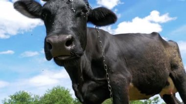 Siyah çayır üzerinde otlatma ve gökyüzü arka plan kamerada kokulu inek. Ağır çekim