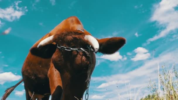 Graue Kuh grast auf der Weide am Himmel Hintergrund. Zeitlupe — Stockvideo