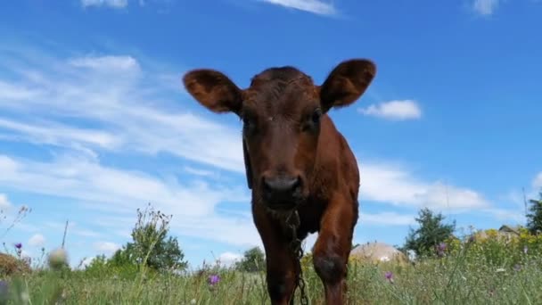 De grijze kalf-koe grazen op een weide op hemelachtergrond. Slow Motion — Stockvideo