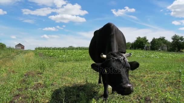 Svart Ko betar på ängen nära byn på himmel bakgrund. Slow Motion — Stockvideo